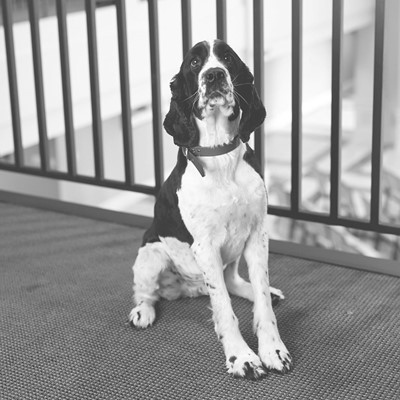 Daniel the Spaniel Photo